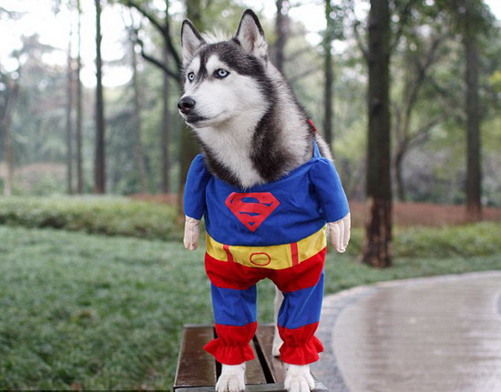 SuperMan? No, SuperDog!