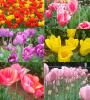 塔色拉郁金香花田