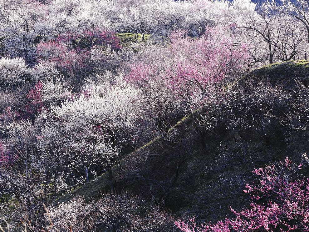 plum-blossoms-japan_78540_990x742.jpg