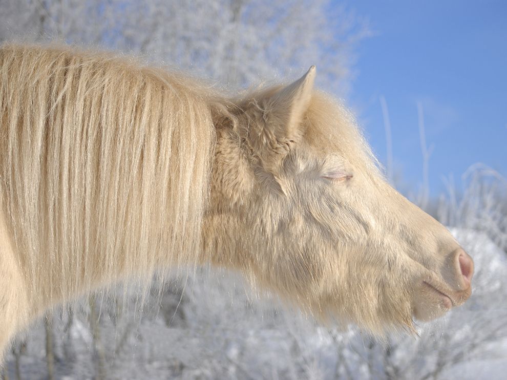 pony-estonia_78541_990x742.jpg